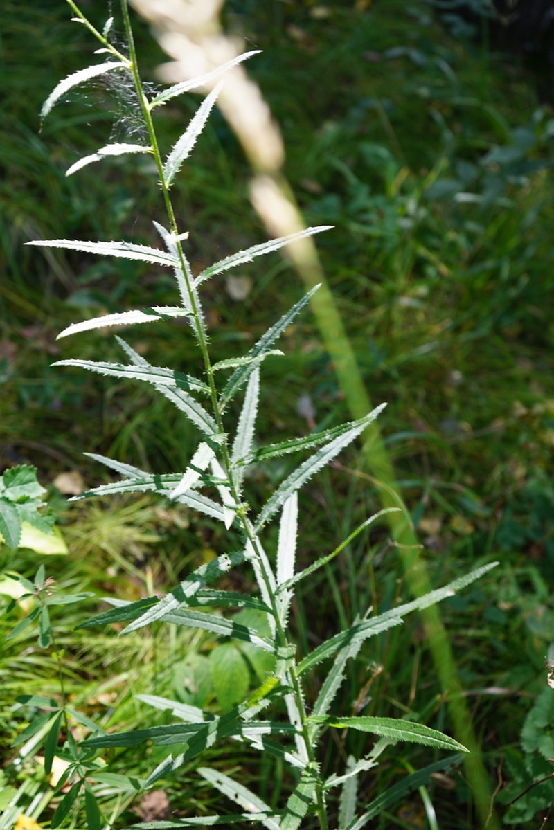 Cirsium serratuloides photo 8