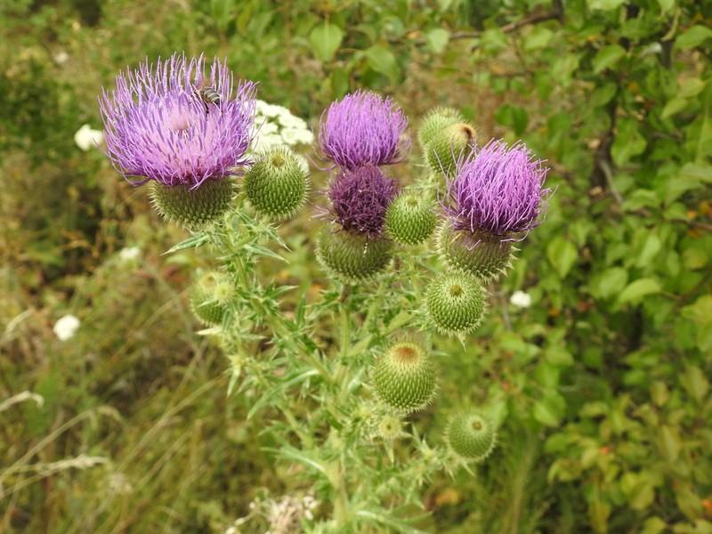 Cirsium serrulatum