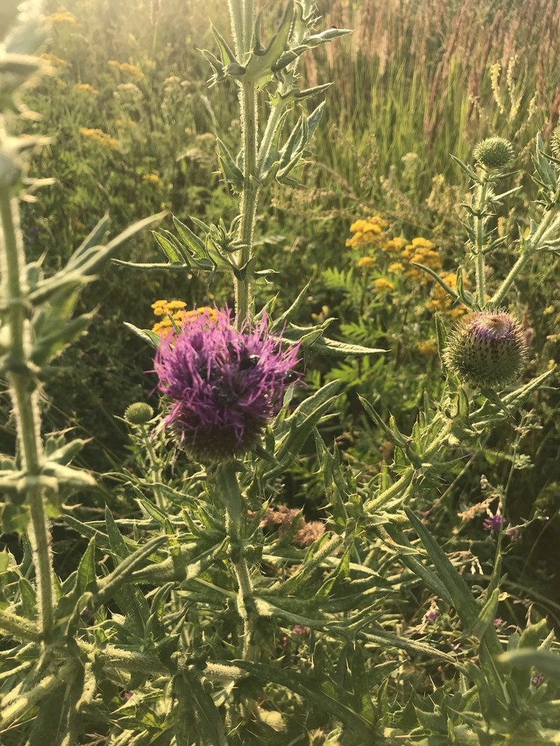 Cirsium serrulatum photo 2