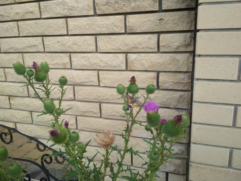 Cirsium serrulatum photo 3