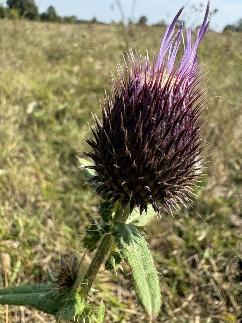 Cirsium serrulatum photo 4