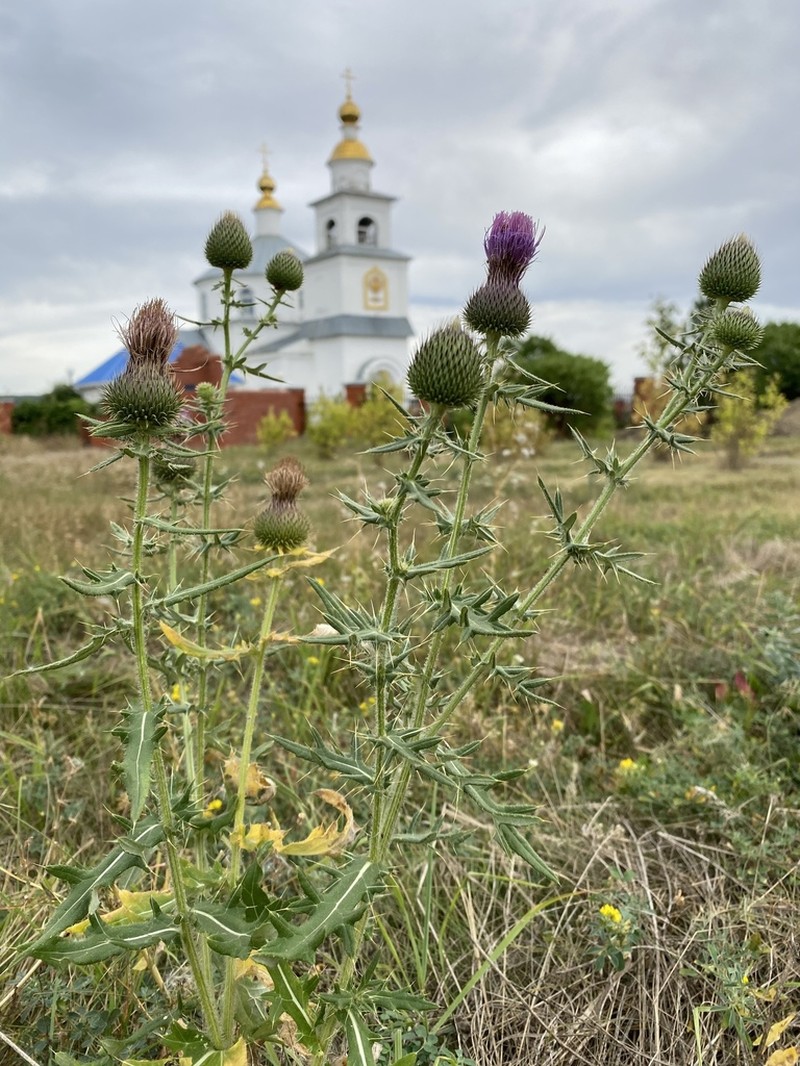 Cirsium serrulatum photo 5