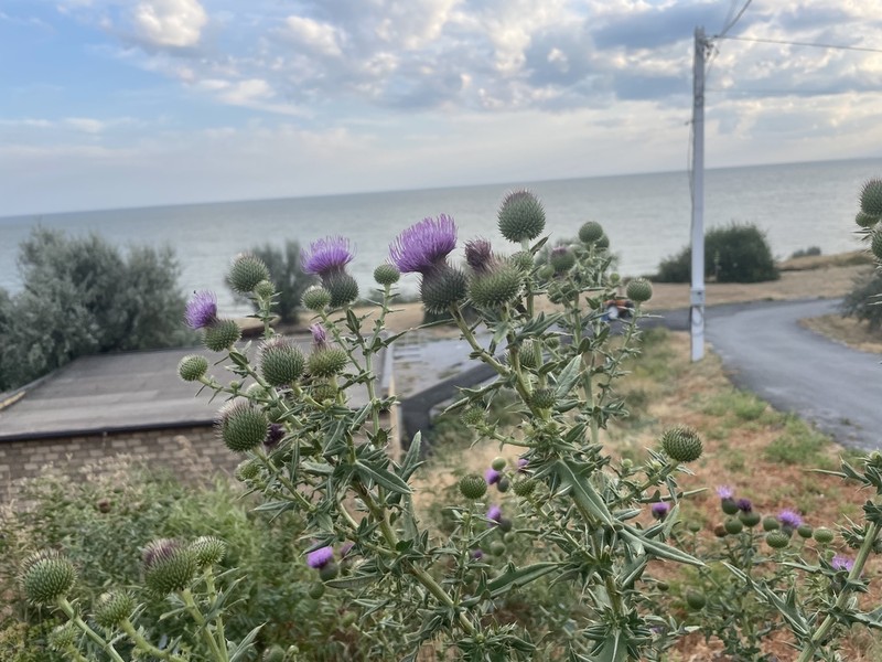 Cirsium serrulatum photo 6