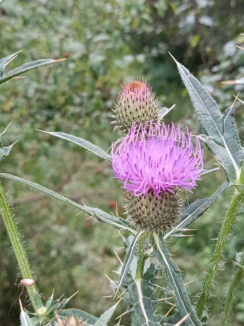 Cirsium serrulatum photo 7