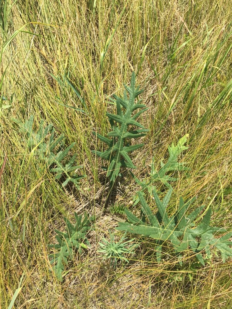 Cirsium serrulatum photo 8