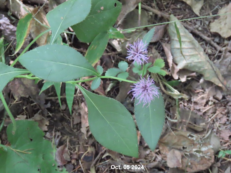 Cirsium setidens photo 2