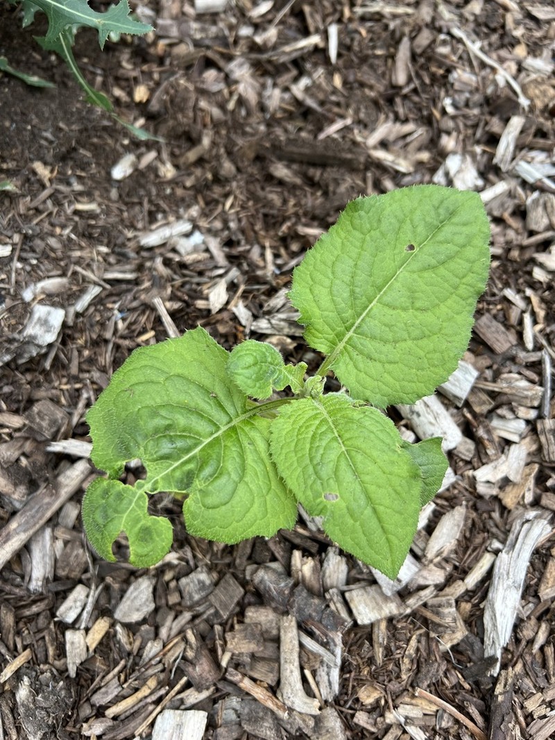 Cirsium setidens photo 3