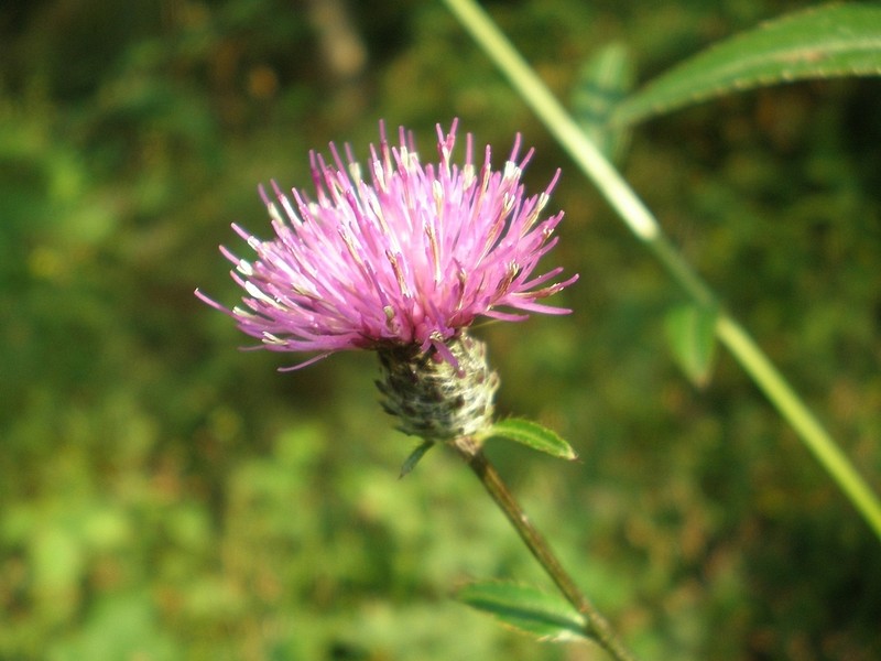 Cirsium setidens photo 4