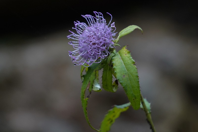 Cirsium setidens photo 5