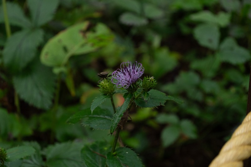 Cirsium setidens photo 6