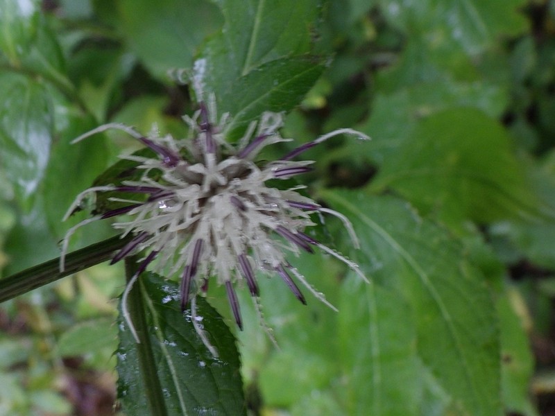 Cirsium setidens photo 7