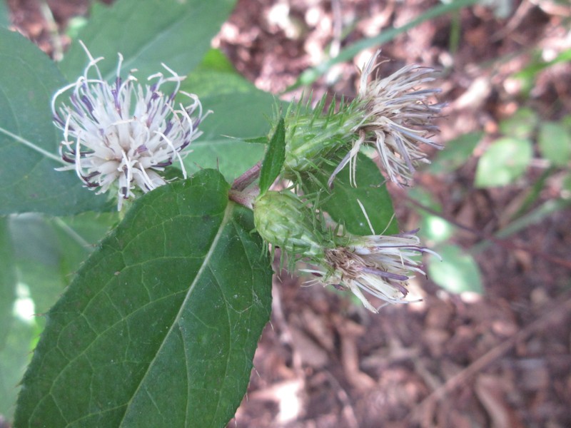 Cirsium setidens photo 8