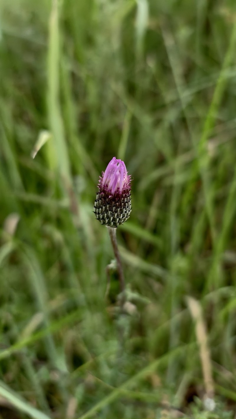 Cirsium shansiense