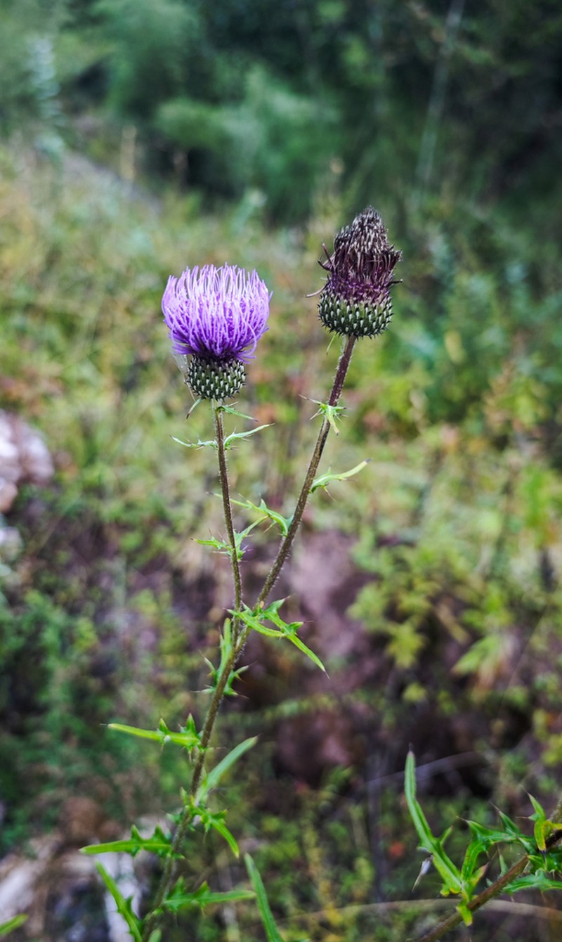 Cirsium shansiense photo 2