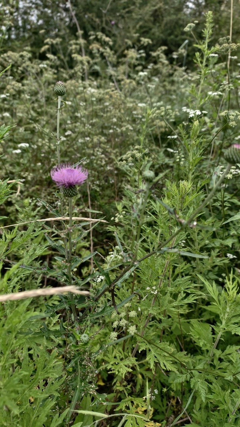 Cirsium shansiense photo 3