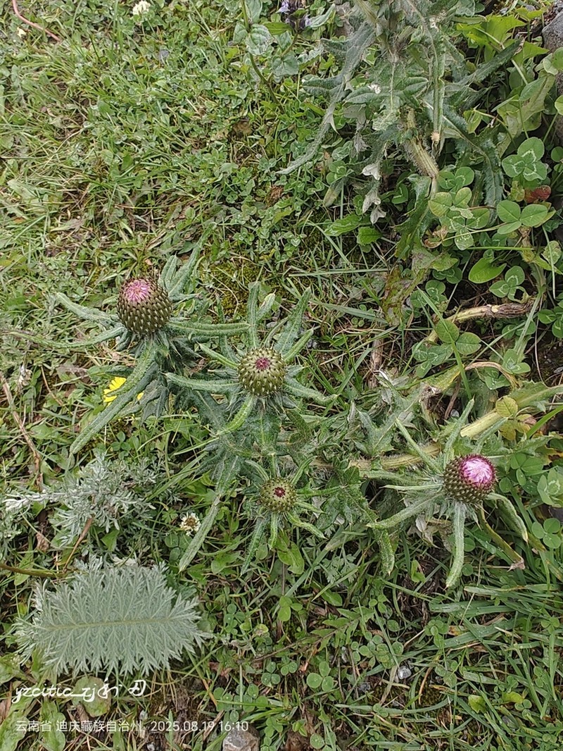 Cirsium shansiense photo 4
