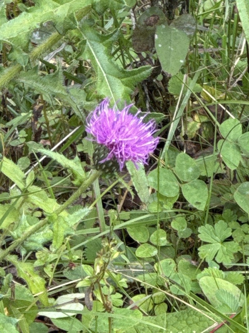 Cirsium shansiense photo 5