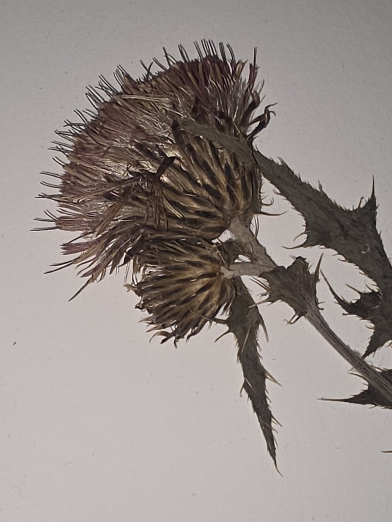Cirsium shansiense photo 6