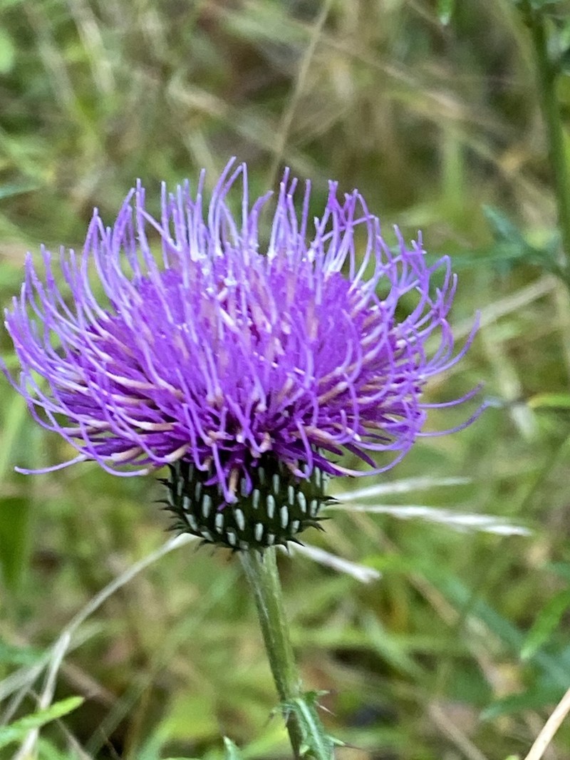 Cirsium shansiense photo 7