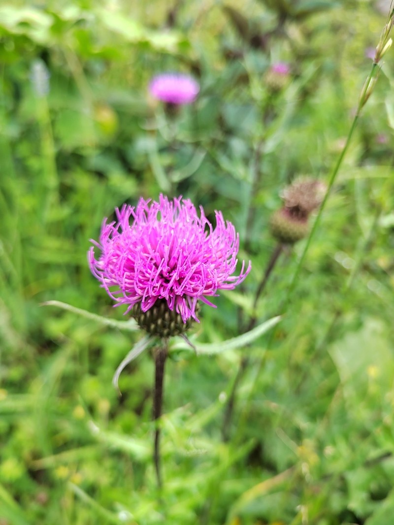 Cirsium shansiense photo 8