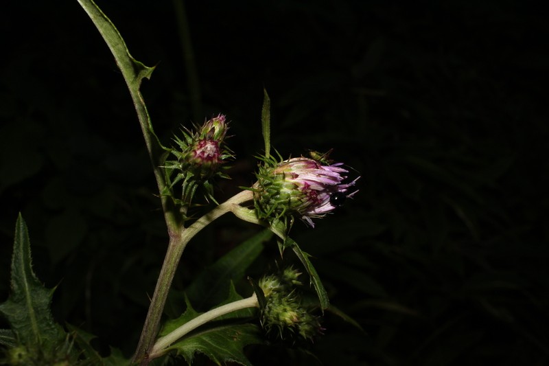 Cirsium shidokimontanum