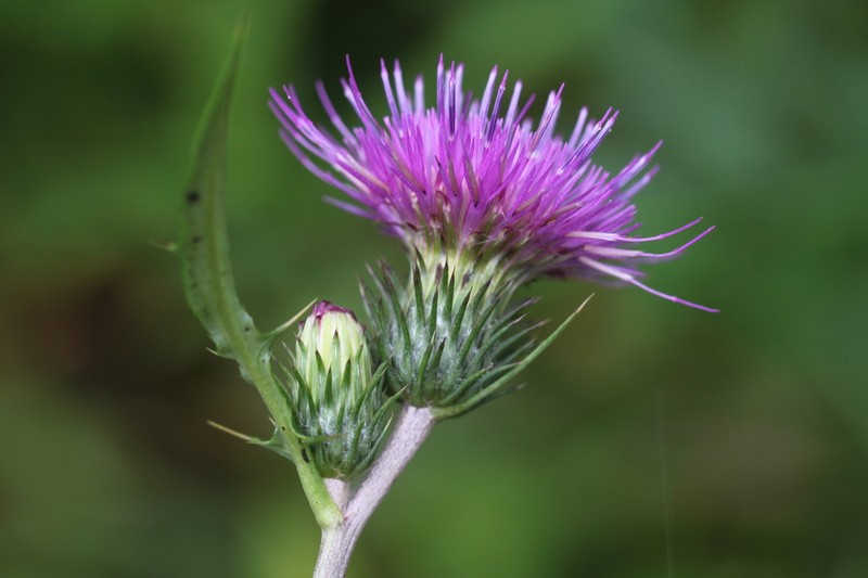 Cirsium shinanense