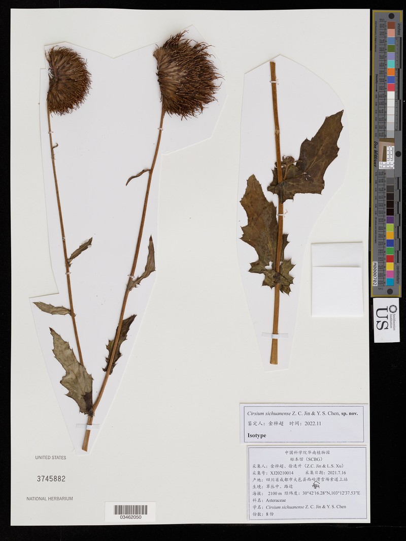 Cirsium sichuanense