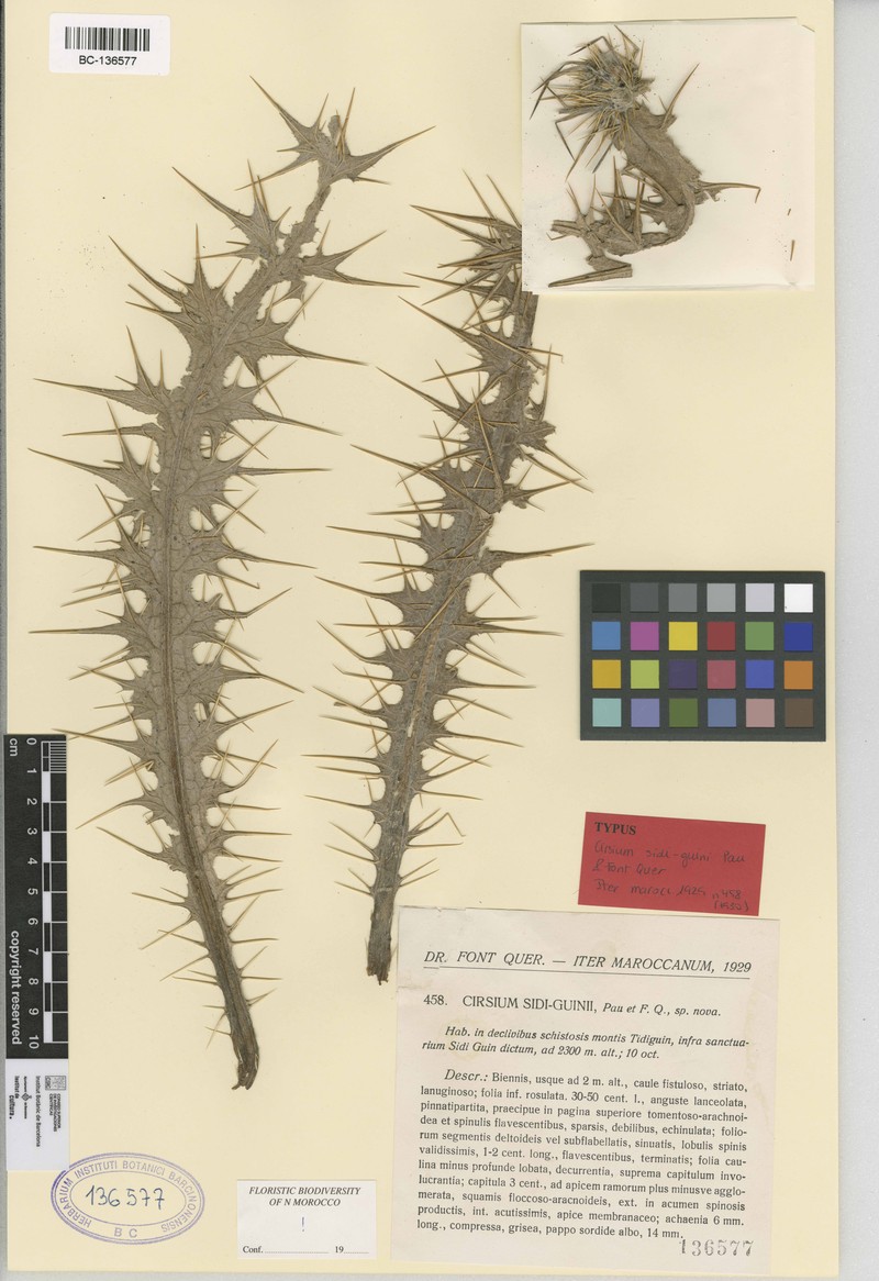 Cirsium sidi-guinii