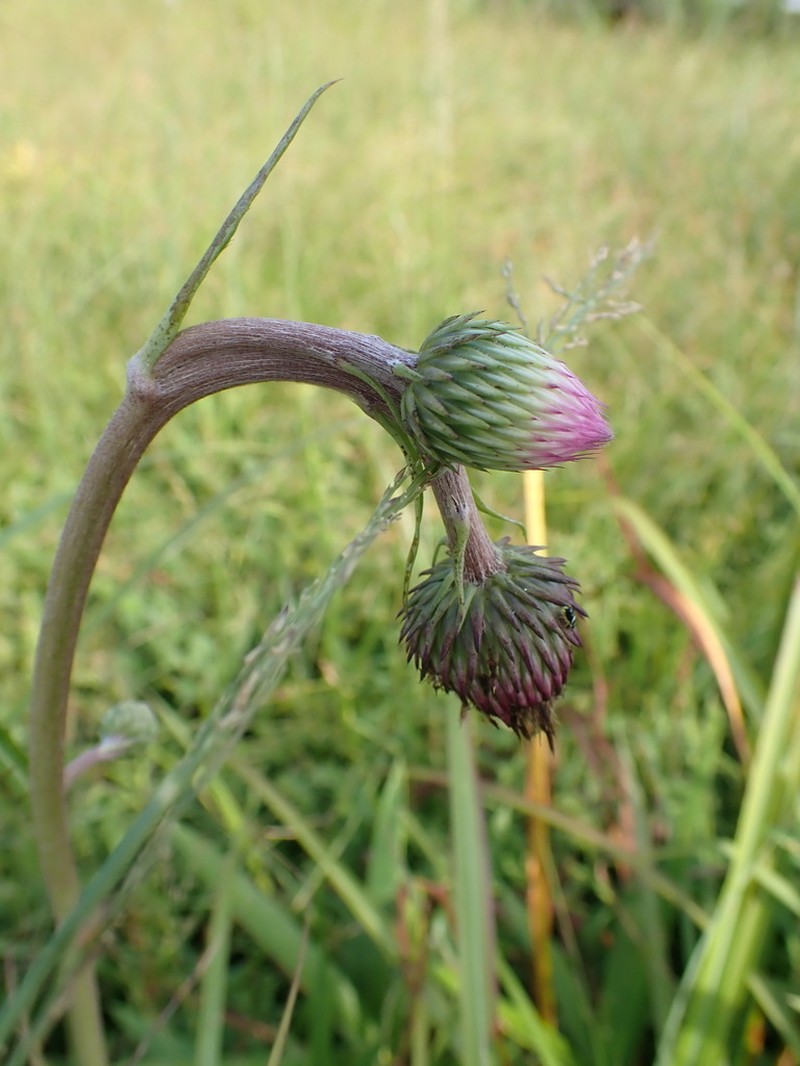 Cirsium sieboldii