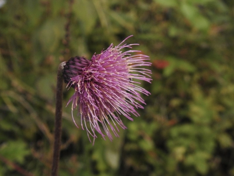 Cirsium sieboldii photo 2