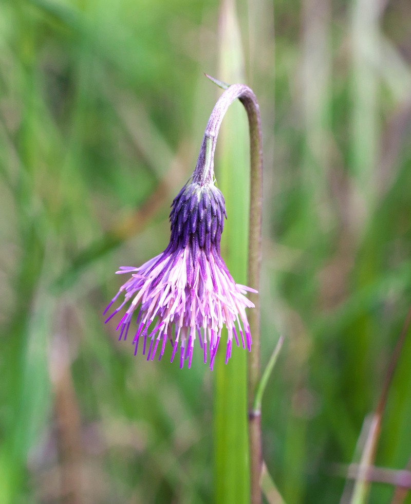 Cirsium sieboldii photo 3