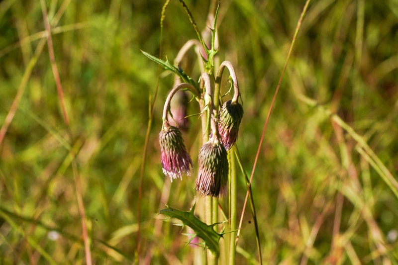 Cirsium sieboldii photo 4