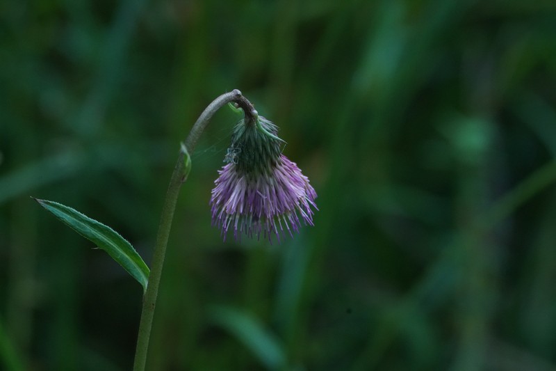 Cirsium sieboldii photo 5