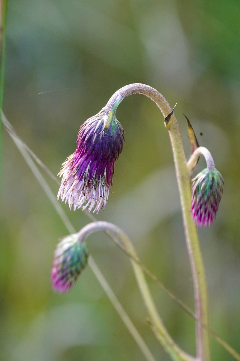 Cirsium sieboldii photo 6