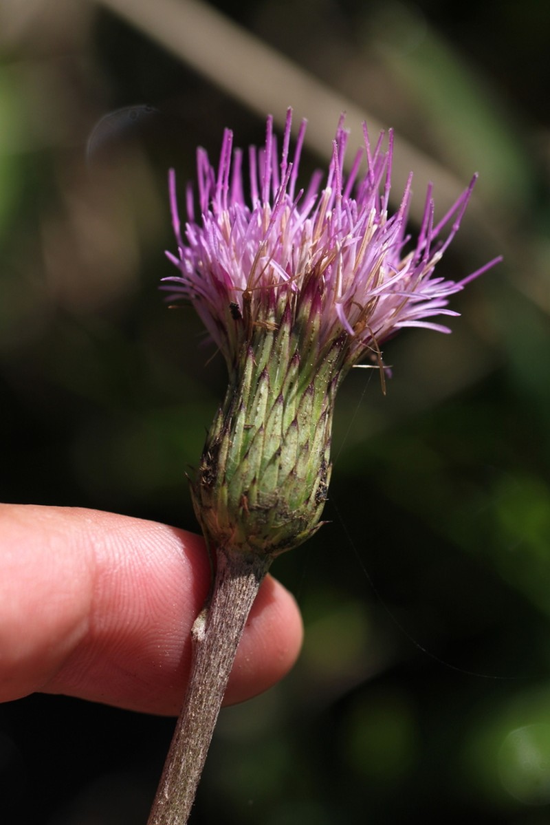 Cirsium sieboldii photo 7