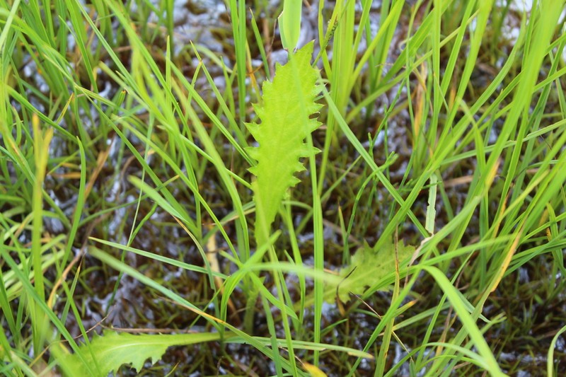 Cirsium sieboldii photo 8