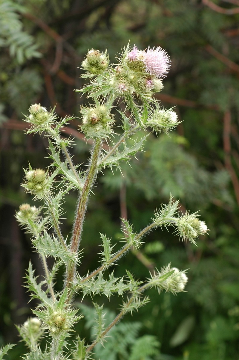Cirsium sieversii photo 2