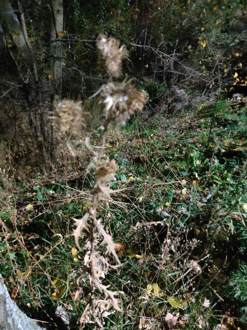 Cirsium sieversii photo 3