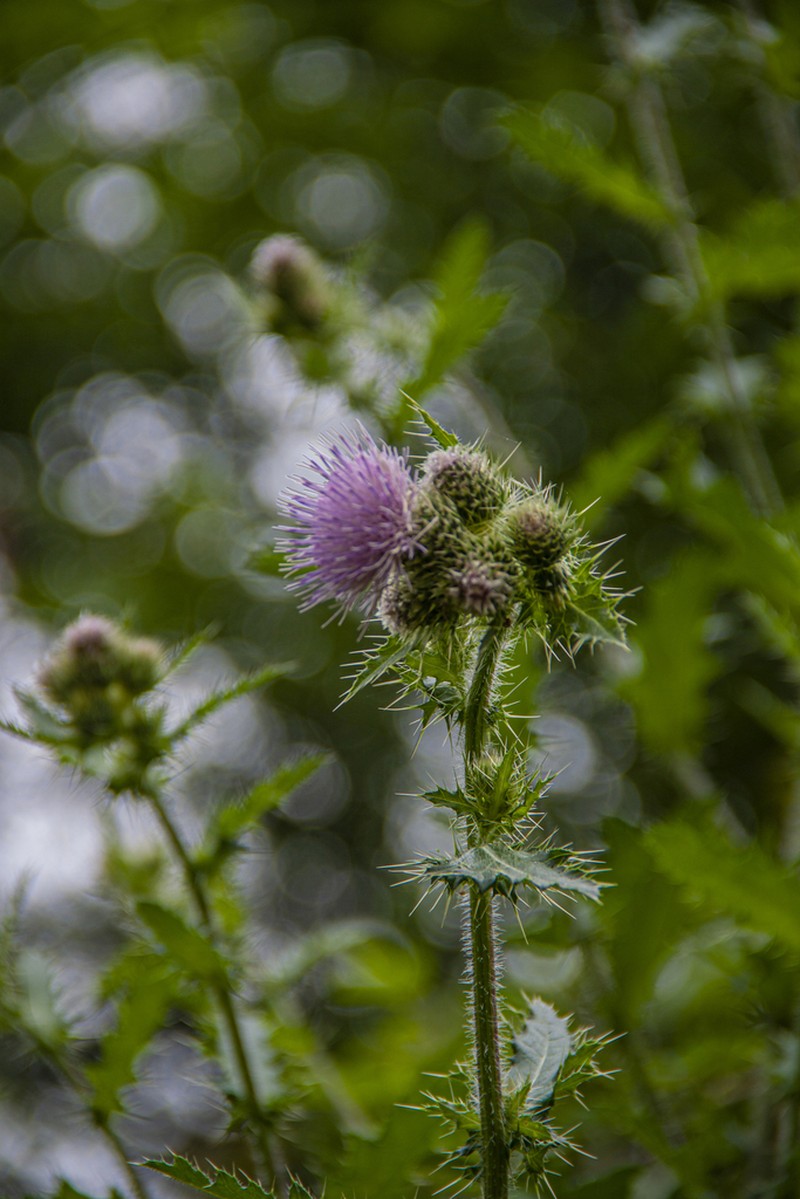 Cirsium sieversii photo 4