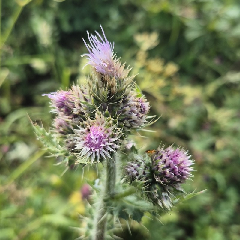Cirsium sieversii photo 5