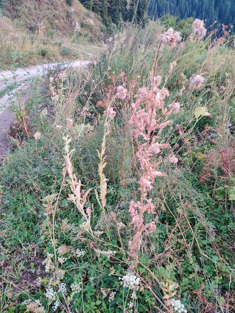 Cirsium sieversii photo 6