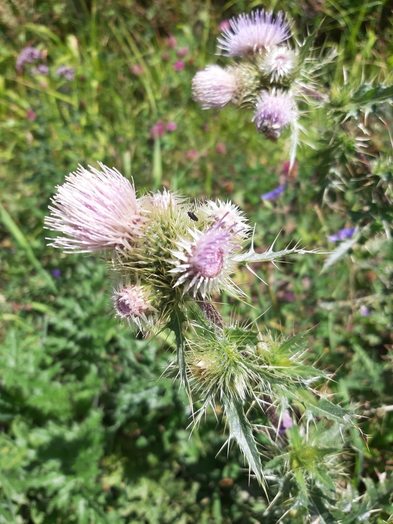 Cirsium sieversii photo 7