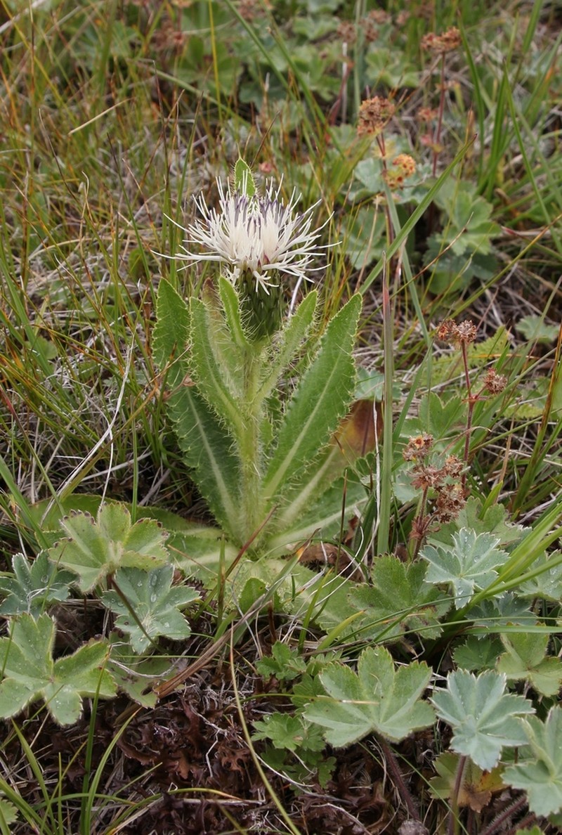 Cirsium simplex