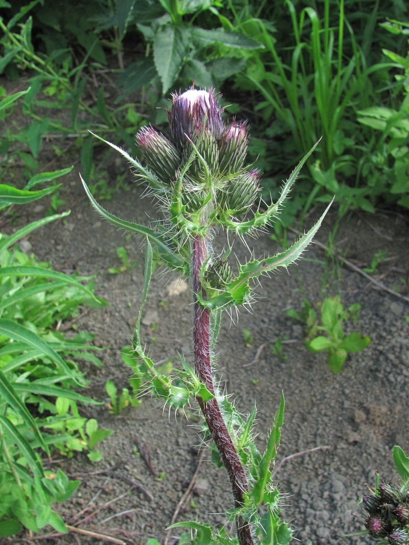 Cirsium simplex photo 2
