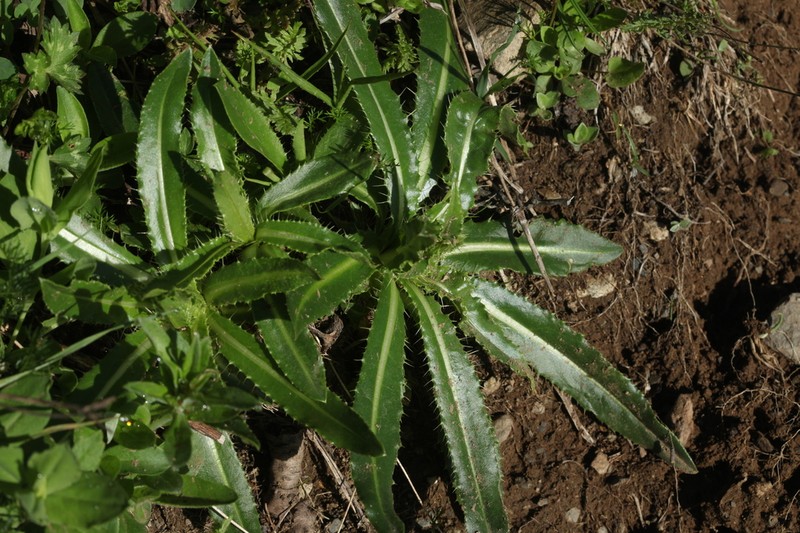 Cirsium simplex photo 3