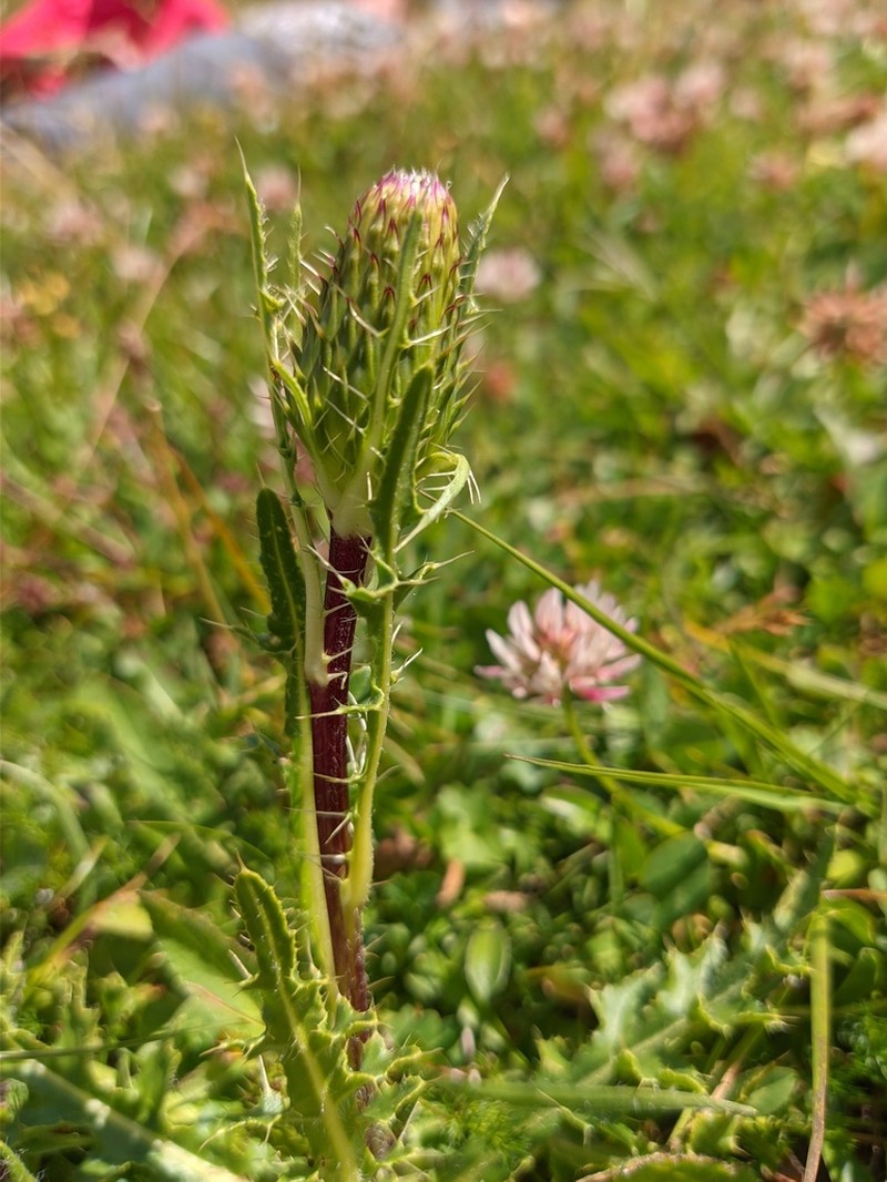 Cirsium simplex photo 4