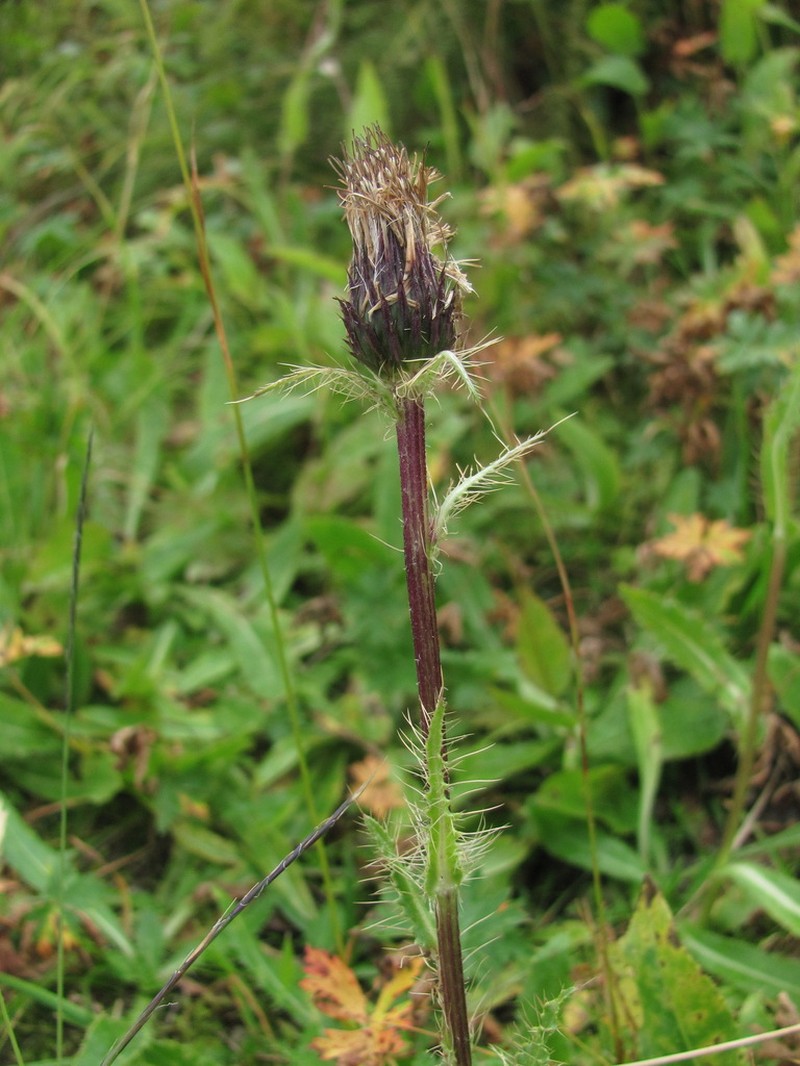 Cirsium simplex photo 5