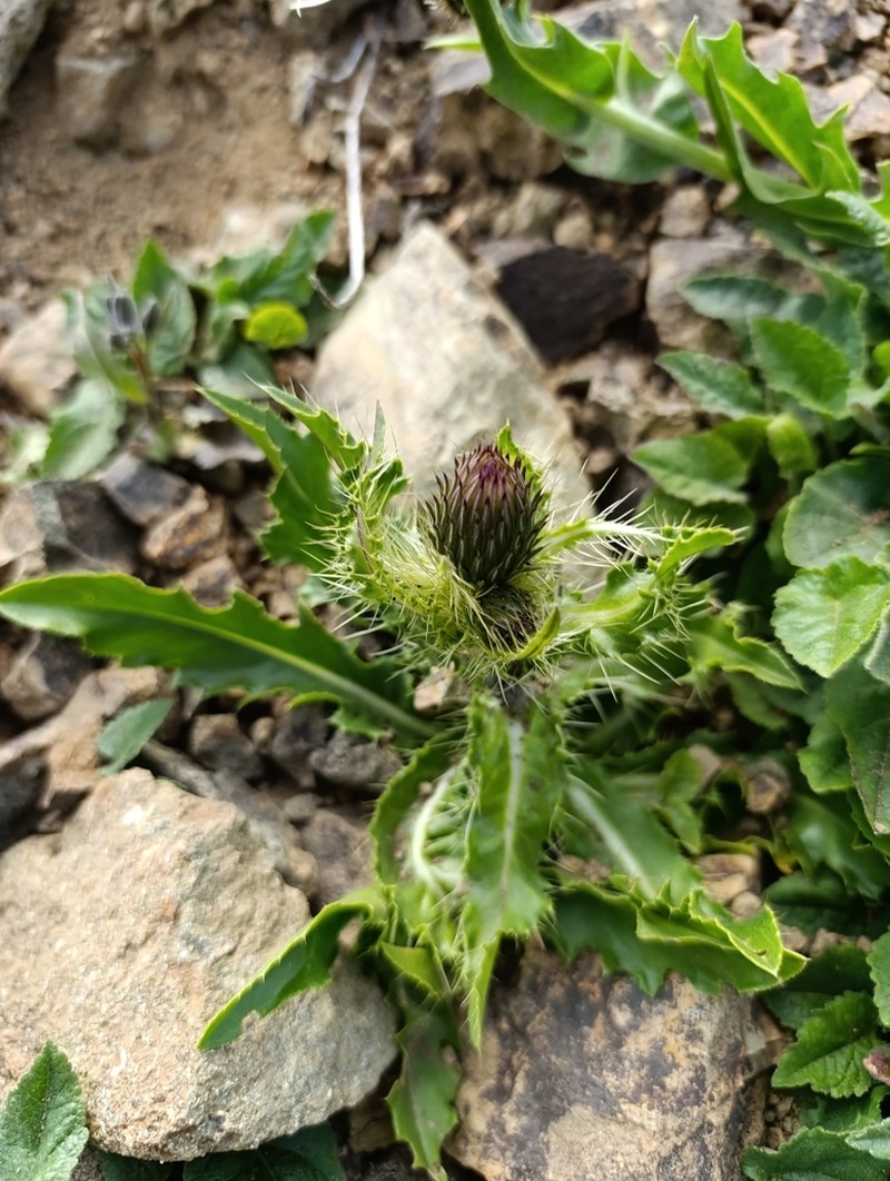 Cirsium simplex photo 6
