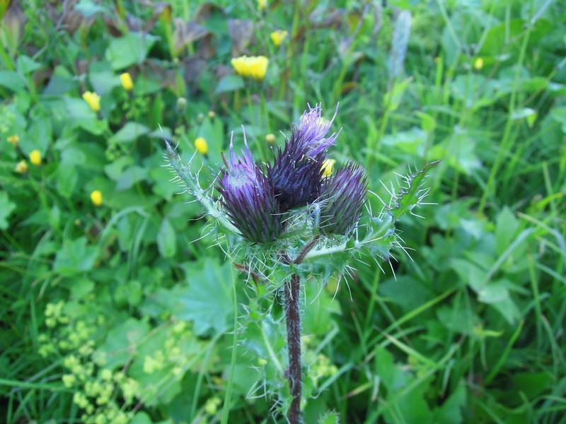 Cirsium simplex photo 7