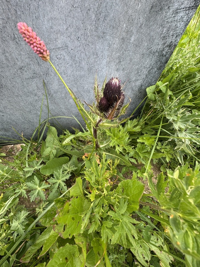 Cirsium simplex photo 8